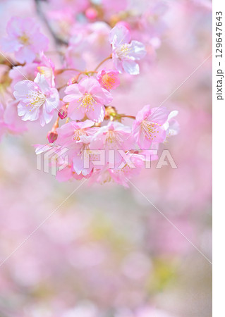 京都　淀水路の河津桜 129647643
