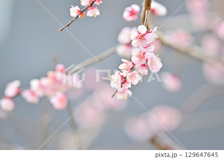 京都　淀水路の河津桜 129647645