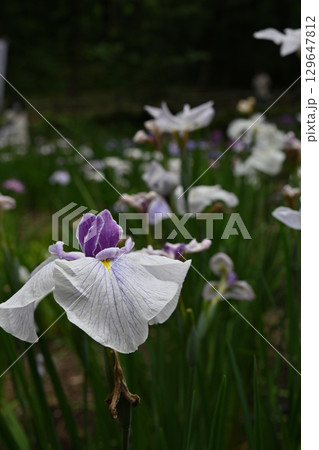 初夏の公園に咲く白い花菖蒲 129647812