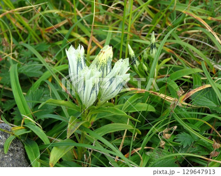 乗鞍岳の砂礫地に咲くトウヤクリンドウの白い花 129647913