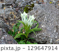 乗鞍岳の砂礫地に咲くトウヤクリンドウの白い花 129647914