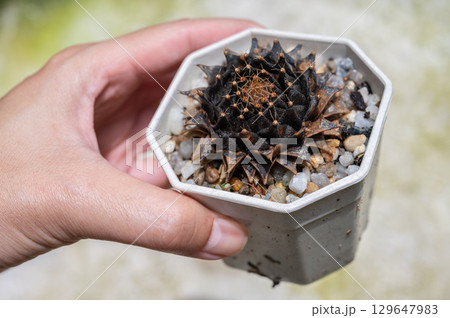 Someone hand holding a pot of dead Obregonia denegrii cactus with Anthracnose disease problem covered it whole. Anthracnose is one of the most common and serious diseases in horticulture. 129647983