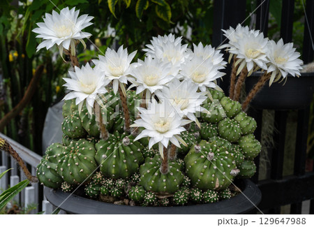 Echinopsis subdenudata cactus with white flowers blooming. Echinopsis cactus they are fairly easy to grow and are extremely well adapted to drought. 129647988