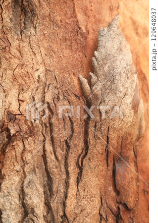 Tree Trunk texture macro shot Tree Trunk texture macro shot 129648037