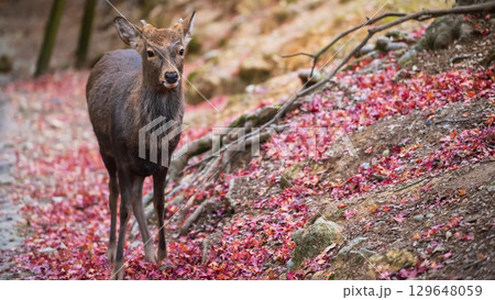 Portrait of deer on fallen red maple leaves at autumn in Nara park, Japan 129648059