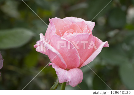ピンクのバラの花 129648129