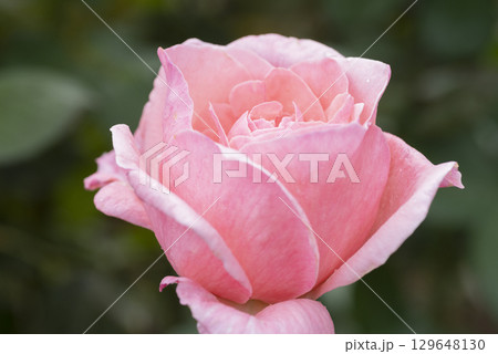 ピンクのバラの花 129648130