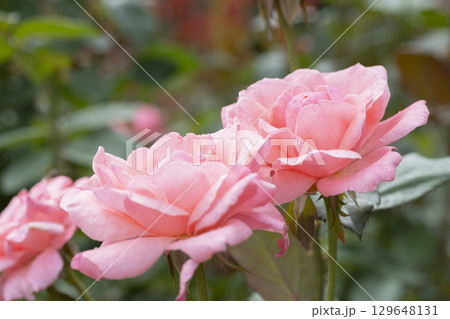 ピンクのバラの花 129648131