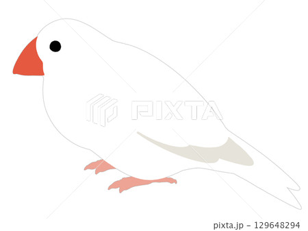 シンプルな白文鳥のイラスト 129648294