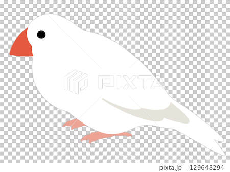 Simple illustration of a white java sparrow 129648294