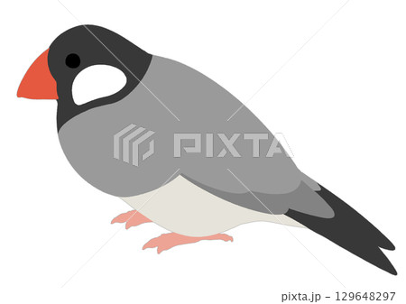 シンプルな文鳥のイラスト シンプルな文鳥のイラスト 129648297