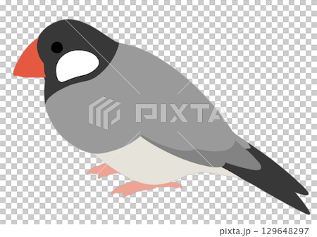 シンプルな文鳥のイラスト シンプルな文鳥のイラスト 129648297