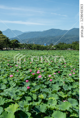 満開のハスの花と山並み 満開のハスの花と山並み 129648363