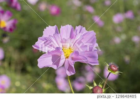 コスモスの花 129648405
