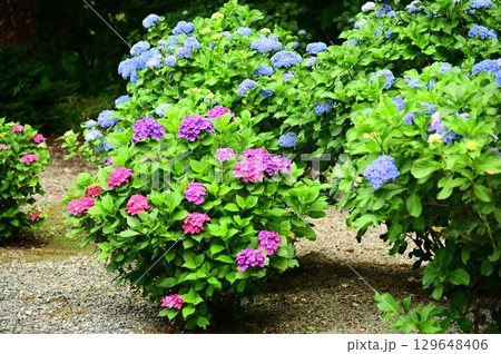 アジサイ 129648406