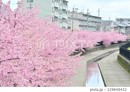 京都　淀水路の河津桜 129648432