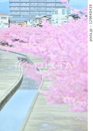 京都 淀水路の河津桜 京都 淀水路の河津桜 129648439