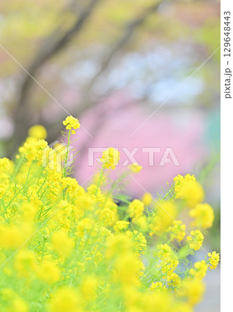 京都　淀水路の河津桜 129648443