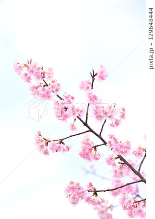 京都 淀水路の河津桜 京都 淀水路の河津桜 129648444