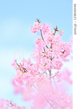 京都　淀水路の河津桜 129648446