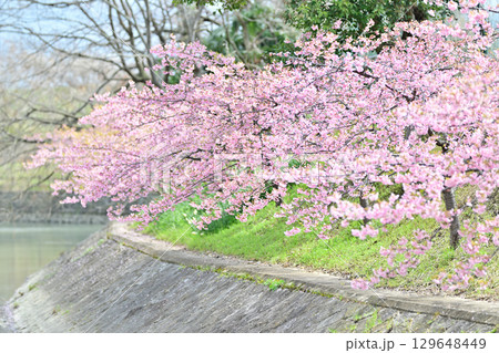 京都　淀水路の河津桜 129648449