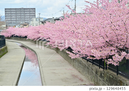 京都　淀水路の河津桜 129648455