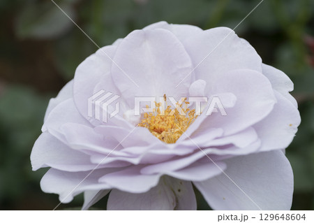 紫色のバラの花 紫色のバラの花 129648604