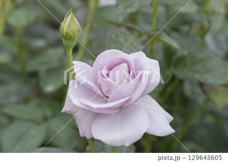 紫色のバラの花 129648605