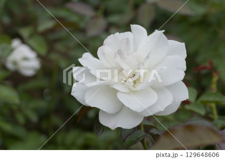 白いバラの花 129648606