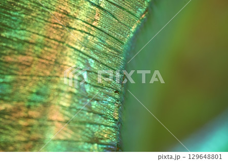 Peacock Feather Pattern Texture Background 129648801