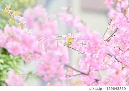 京都　淀水路の河津桜とメジロ 129648830