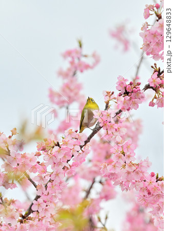 京都 淀水路の河津桜とメジロ 京都 淀水路の河津桜とメジロ 129648833