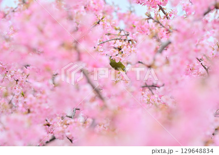 京都 淀水路の河津桜とメジロ 京都 淀水路の河津桜とメジロ 129648834