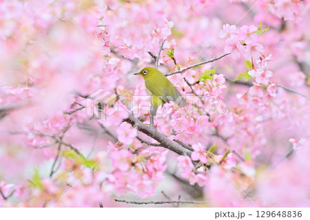 京都　淀水路の河津桜とメジロ 129648836