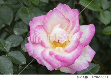 ピンクのバラの花 ピンクのバラの花 129648841