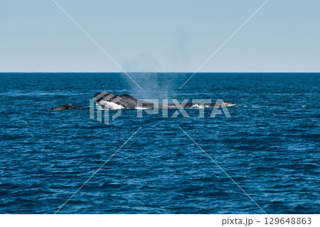 Humpback whale - Broome 129648863