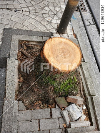 歩道の植え込み　市街地化　破壊 129648934