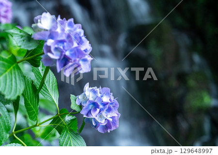 花と渓流の里公園（小滝）　アジサイの花と下の滝16　岡山県津山市 129648997