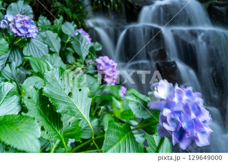 花と渓流の里公園（小滝）　アジサイの花と下の滝13　岡山県津山市 129649000