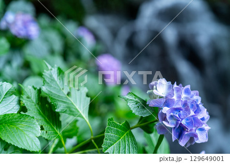 花と渓流の里公園（小滝）　アジサイの花と下の滝12　岡山県津山市 129649001