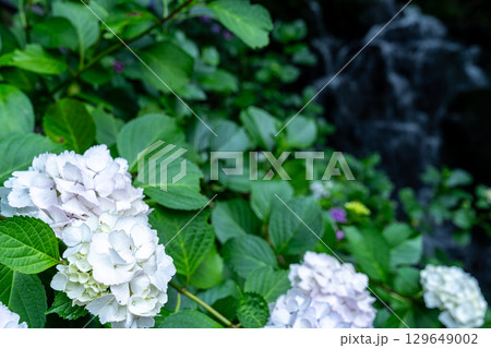 花と渓流の里公園（小滝）　アジサイの花と下の滝11　岡山県津山市 129649002