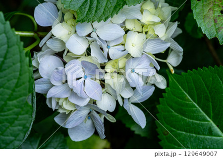 花と渓流の里公園(小滝)に咲くアジサイの花 岡山県津山市 花と渓流の里公園(小滝)に咲くアジサイの花 岡山県津山市 129649007