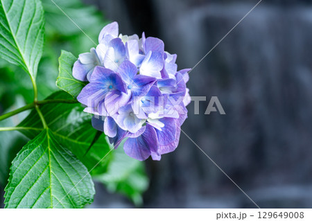 花と渓流の里公園（小滝）　紫色のアジサイと下の滝6　岡山県津山市 129649008
