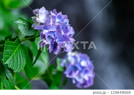 花と渓流の里公園(小滝) 紫色のアジサイと下の滝5 岡山県津山市 花と渓流の里公園(小滝) 紫色のアジサイと下の滝5 岡山県津山市 129649009