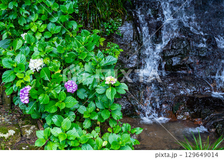 花と渓流の里公園（小滝）　アジサイの花と下の滝6　岡山県津山市 129649014