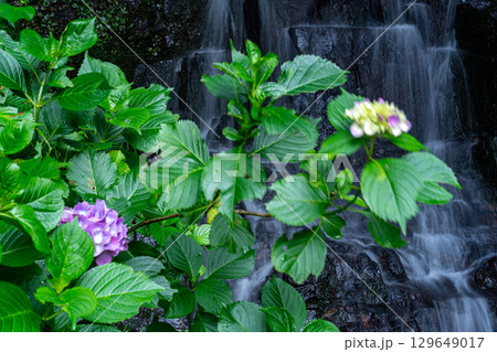 花と渓流の里公園(小滝) アジサイの花と下の滝3 岡山県津山市 花と渓流の里公園(小滝) アジサイの花と下の滝3 岡山県津山市 129649017