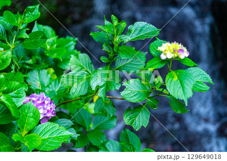 花と渓流の里公園（小滝）　アジサイの花と下の滝2　岡山県津山市 129649018