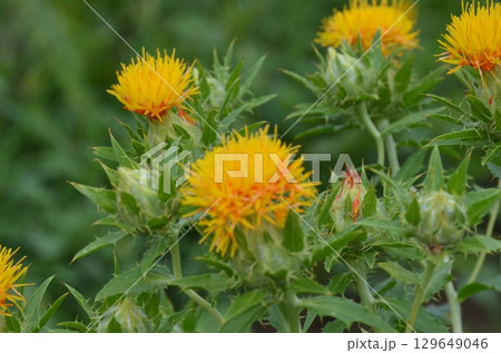 ベニバナ ベニバナ 129649046