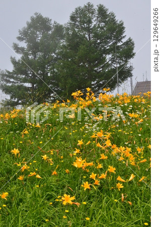 天元台高原のお花畑 129649266