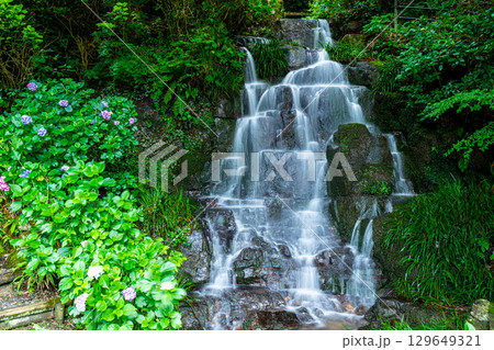 花と渓流の里公園(小滝) 下の滝と花咲くアジサイ5 岡山県津山市 花と渓流の里公園(小滝) 下の滝と花咲くアジサイ5 岡山県津山市 129649321